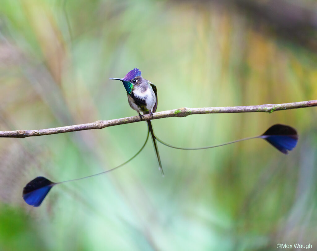 The Marvelous Spatuletail © Max Waugh